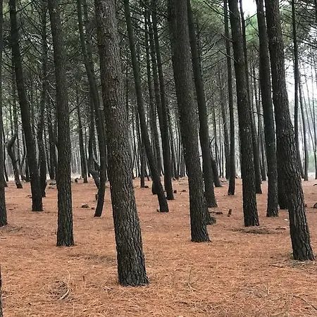 Maison A Deux Pas De L'ocean 度假居 比斯卡罗斯海滩